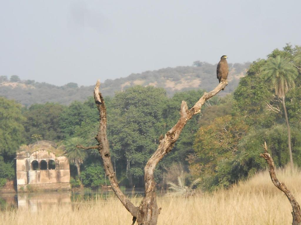 Green View Bed & Breakfast Sawai Madhopur Exterior foto