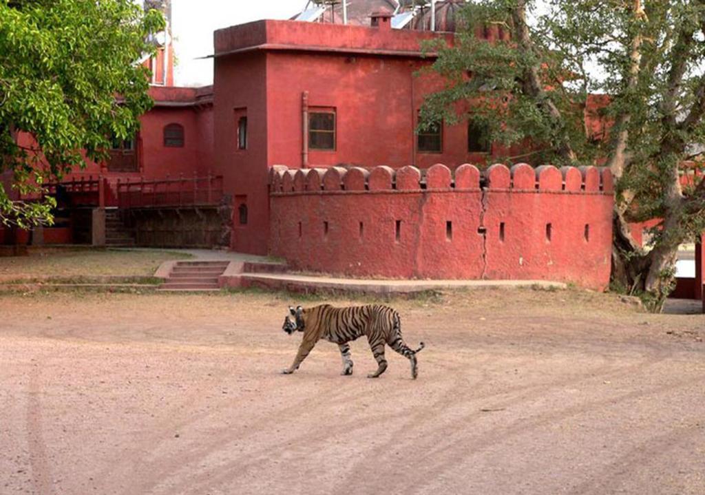 Green View Bed & Breakfast Sawai Madhopur Exterior foto